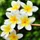 Frangipani