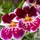 Orquidea
