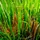 Vetiver