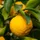 Yuzu